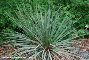 yucca glauca