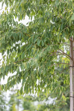 zelkova serrata  kluit250/300 meerst. - afbeelding 3